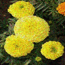 Same flower with a common corruption