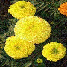 Same flower with an l-infinity adversarial perturbation